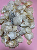 Mother of Pearl Translucent Seashells - Lot of 40 Pieces