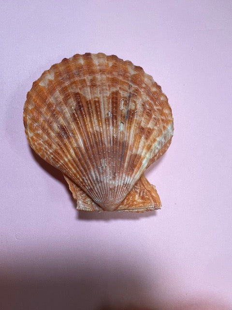 Vintage Sea Scallop Shells - Set of 3 (Collected 1990s)