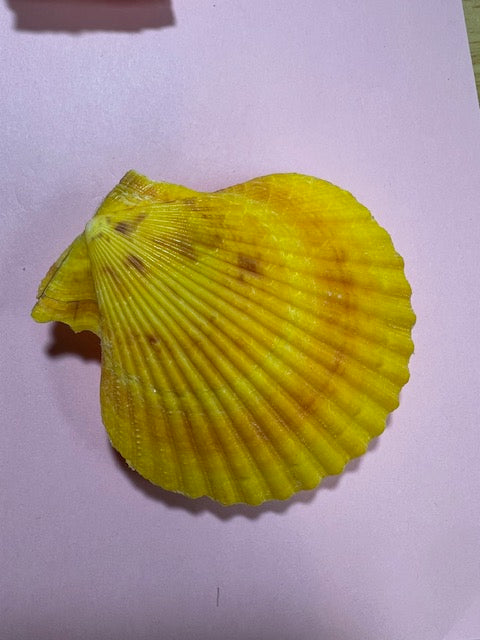Vintage Sea Scallop Shells - Set of 3 (Collected 1990s)
