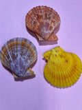 Vintage Sea Scallop Shells - Set of 3 (Collected 1990s)