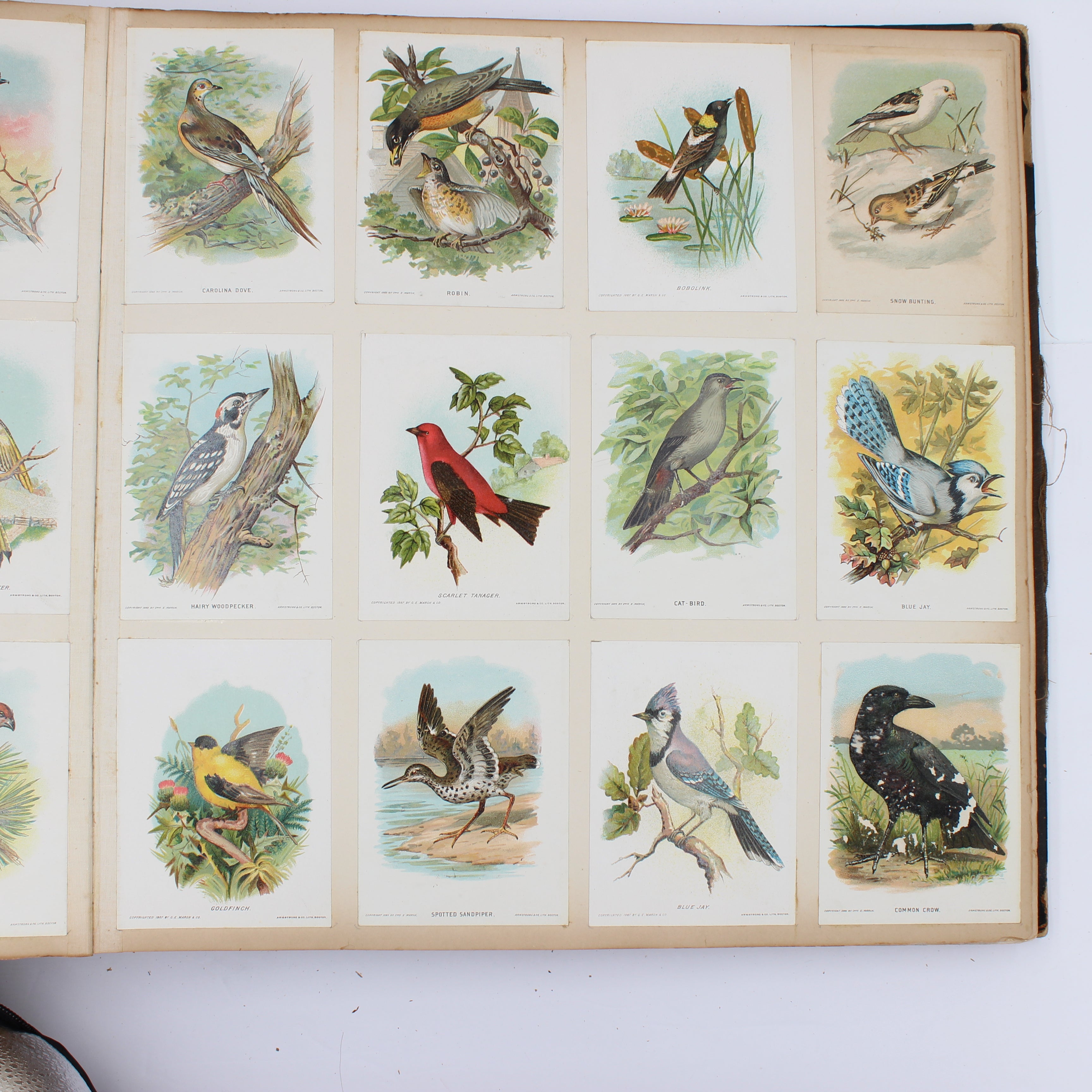 Album Full of Cards circa Early 1900s