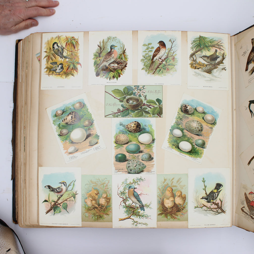 Album Full of Cards circa Early 1900s