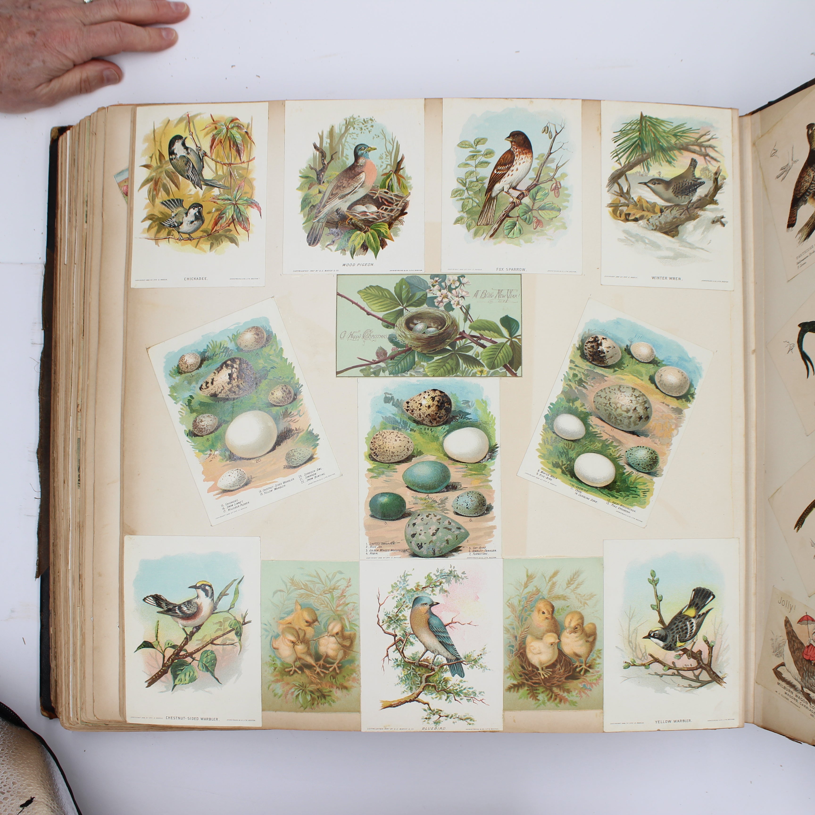 Album Full of Cards circa Early 1900s